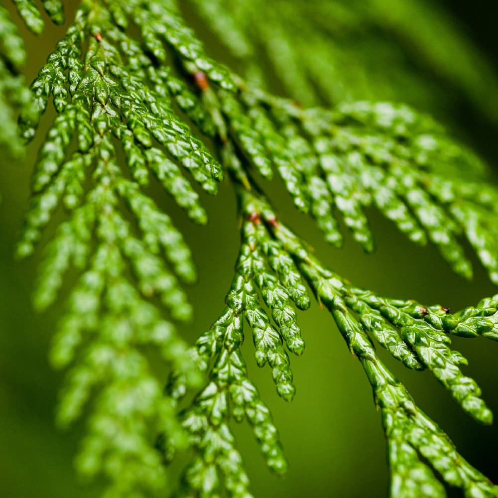 Close-up of cedarwood, an essential oil for soap making, displaying its rich brown color and distinctive wood grain pattern.