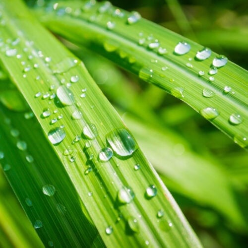 Close-up of essential oil-infused lemongrass leaves, displaying their vibrant green color and long, slender blades.