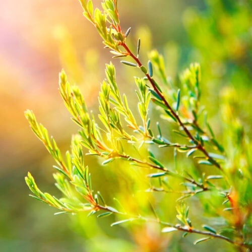 lose-up of tea tree leaves, a vital essential oil for soap making, featuring vibrant green color and distinctive texture