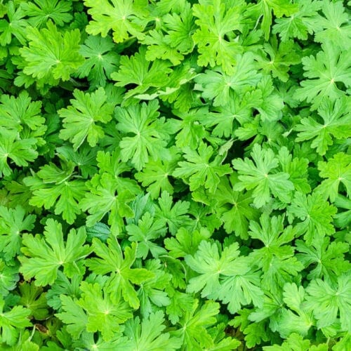Close-up of essential oil-enriched geranium leaves, displaying their textured surface and lush green hues