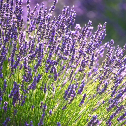 Lavandin Essential Oil Bulk Wholesale