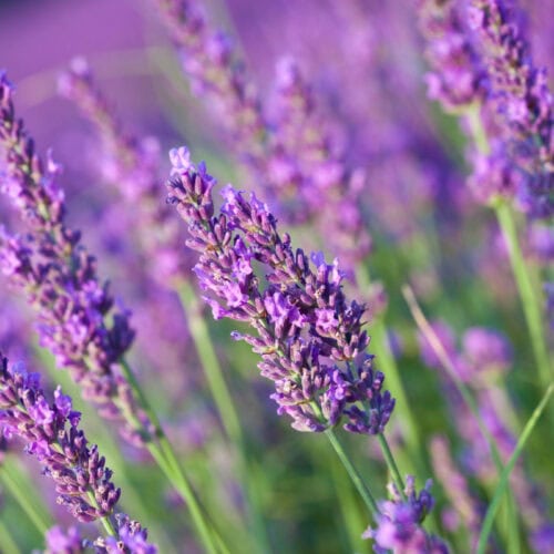 Close-up of essential oil-rich lavender flowers in full bloom, displaying their soothing purple petals and delicate structure