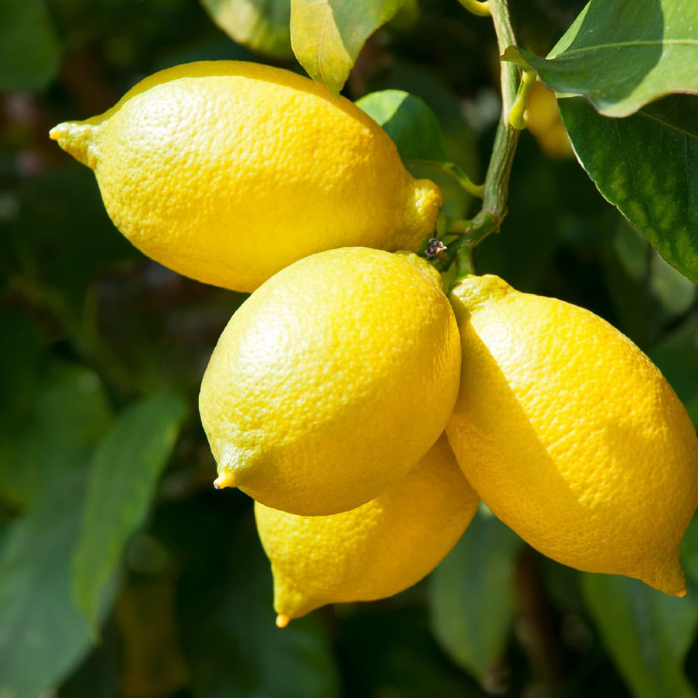Close-up of a lemon, a valuable ingredient in essential oils for soap making, showcasing its vibrant yellow color and textured peel.