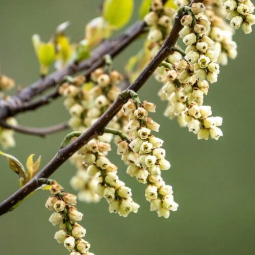 Close-up of essential oil-infused litsea fruit, displaying its vibrant orange hue and finely textured composition.