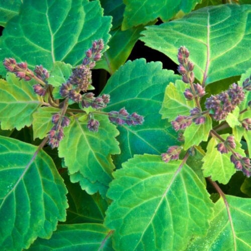 Close-up of essential oil-enriched patchouli leaves, displaying their unique textured surface and deep green color.