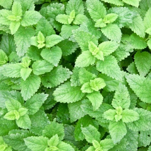 Close-up of essential oil-rich peppermint leaves, showcasing their vibrant green color and distinctive textured surface.
