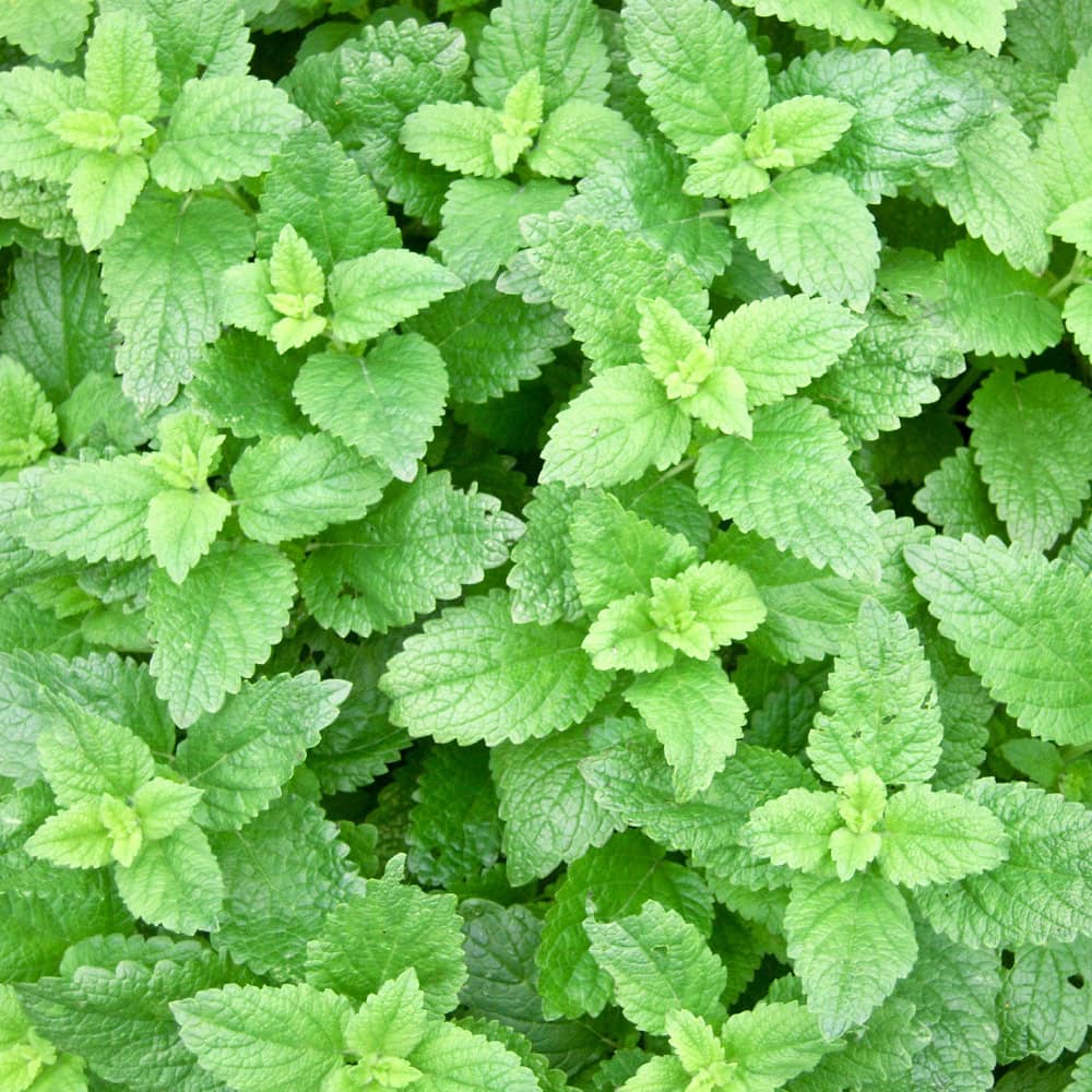 Close-up of essential oil-rich peppermint leaves, showcasing their vibrant green color and distinctive textured surface.