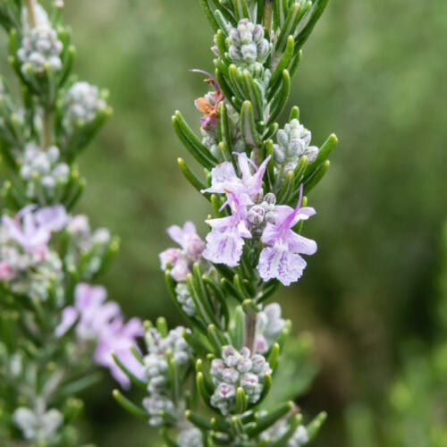 Close-up of essential oil-rich rosemary sprig, revealing its aromatic leaves and vibrant green color.