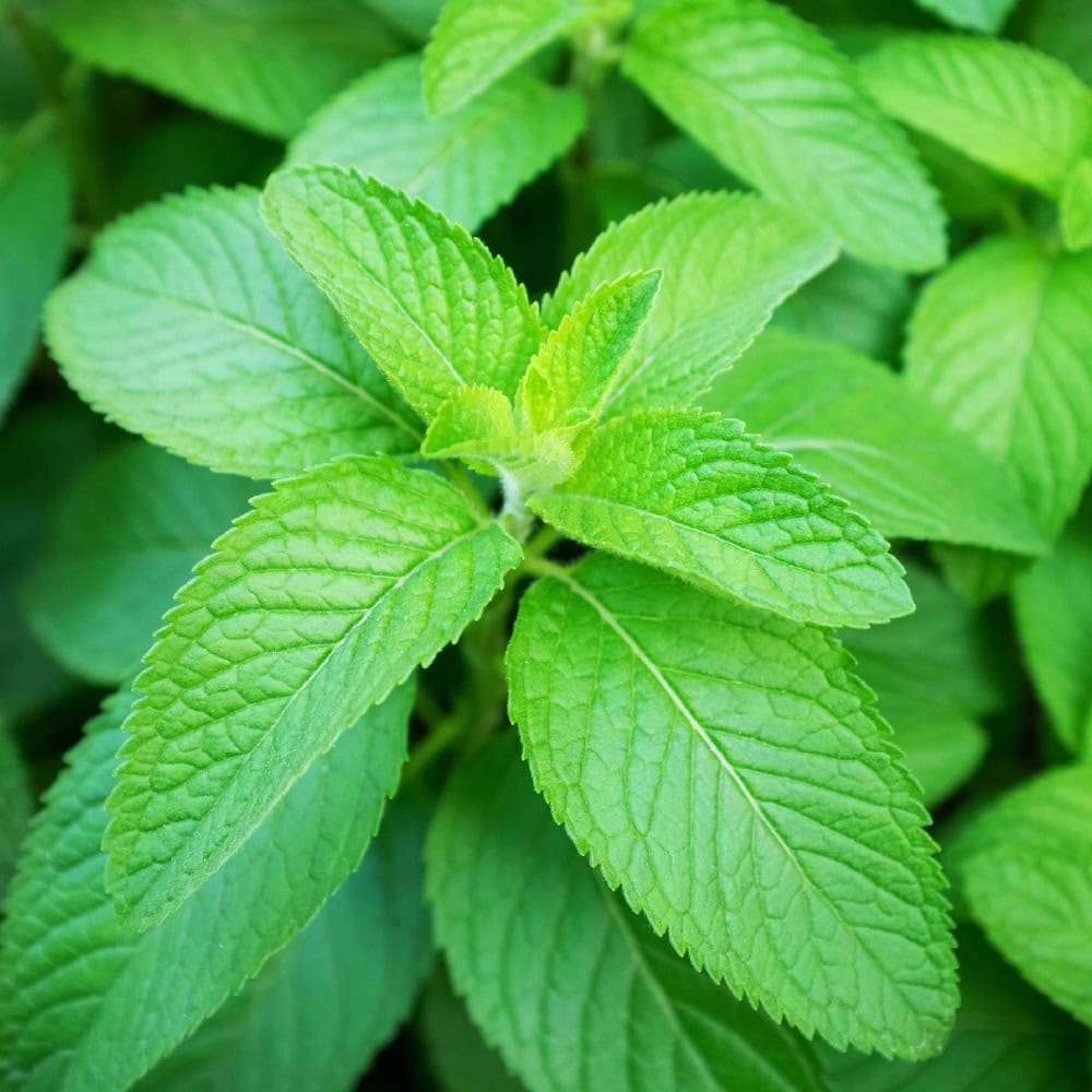 Spearmint macro close up of mint leaf used in the production of essential oil making for soaps