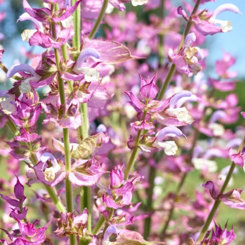 Close-up of clary sage leaves and blossoms, highlighting their textured surfaces and soft purple hues.