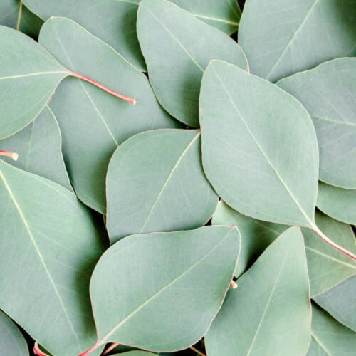 Close-up view of eucalyptus leaves, showcasing their glossy texture and shades of green in intricate detail