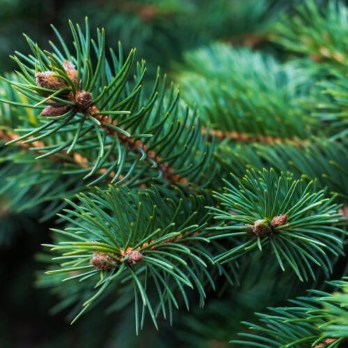 Close-up image of textured fir needles, showcasing their deep green color and natural patterns