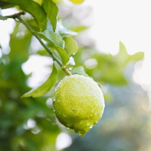 Fresh green lime hanging on a tree branch, bathed in sunlight, showcasing its vibrant color and natural beauty