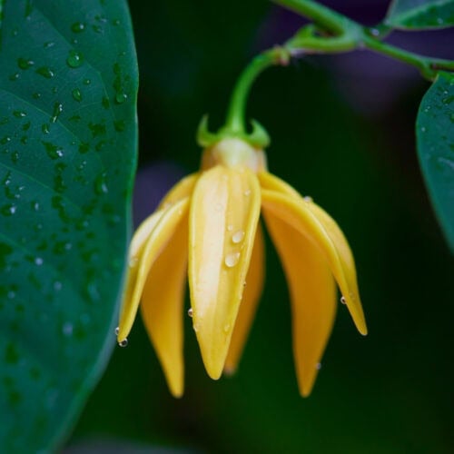 Close-up view of delicate Ylang-Ylang flowers, displaying their vibrant yellow petals and intricate details.