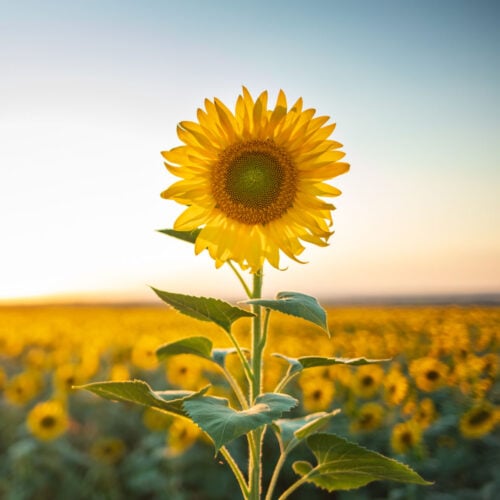 Sunflower-Oil