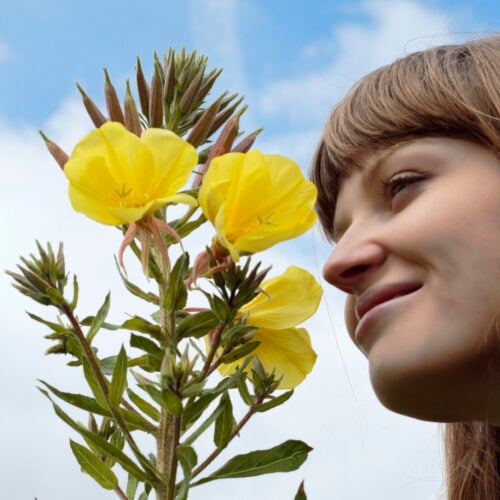Pretty, smiling Latvian flower girl model shown in profile, next to the pretty yellow flowers of an evening primrose. Yellow-flowering evening primrose (Oenothera erythrosepala) is a source for a well-known oil that has supposed (or actual) benefits in treating a range of symptoms from diabetes to eczema. As such, it is a well-known plant in the field of traditional medicines.