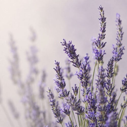 Essential Oils